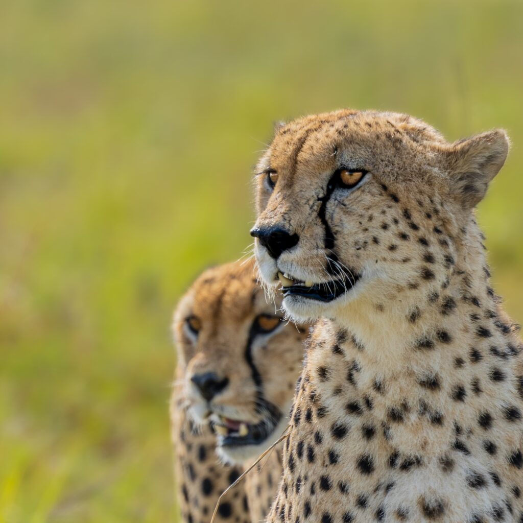 5 Day Safari Featuring Tarangire, Serengeti, Ngorongoro, & Lake Manyara