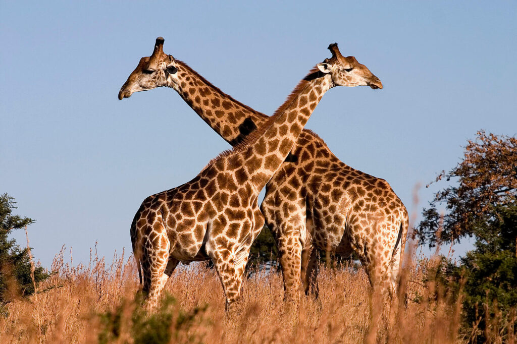 11 Days Honeymoon Special Safari Featuring Serengeti, Ngorongoro & Zanzibar