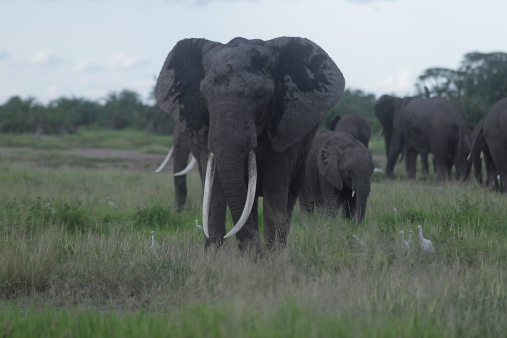 6 Days Kenya & Tanzania Combo Safari featuring Amboseli National Park