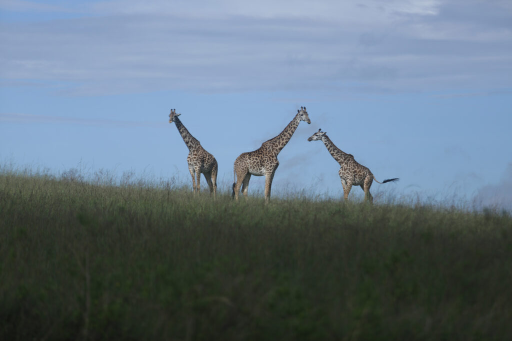 Safaris in Tanzania