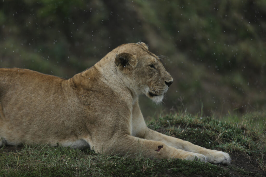 The wild part of Tanzania is worth visiting not once in lifetime